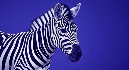 Fototapeta premium Stylized Zebra Portrait Against Vibrant Blue Background wildlife animal