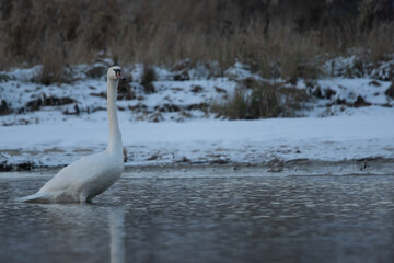 łabędzie zimą na niezamarzniętej tafli wody