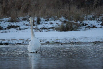 łabędzie zimą na niezamarzniętej tafli wody