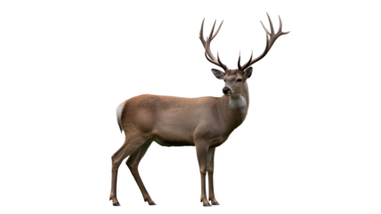Large buck deer with impressive antlers standing alone looking alert and strong in natural stance isolated on transparent white background