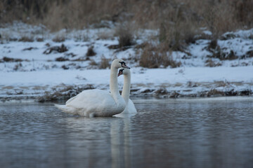 łabędzie zimą na niezamarzniętej tafli wody