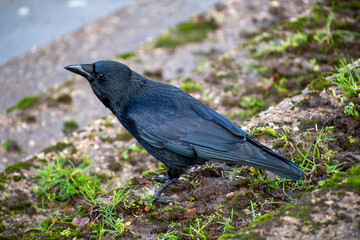 Obraz premium A close-up of a beautiful Carrion Crow on the waterfront on the river Trent in Nottingham, UK.
