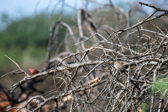 Cordonbleu d'Angola et amarante du S&eacute;n&eacute;gal (en rouge)