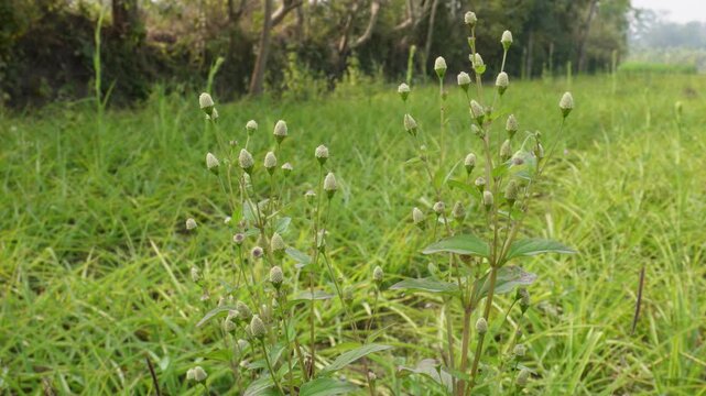 False daisy (Eclipta prostrata), known as Bhringraj