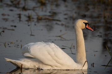 łabędzie zimą na niezamarzniętej tafli wody