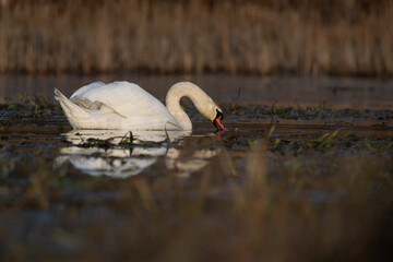 łabędzie zimą na niezamarzniętej tafli wody