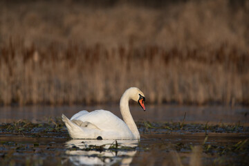 łabędzie zimą na niezamarzniętej tafli wody