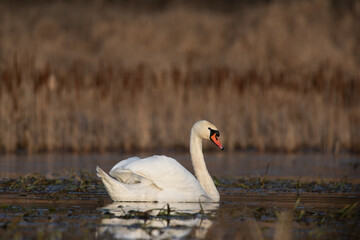łabędzie zimą na niezamarzniętej tafli wody