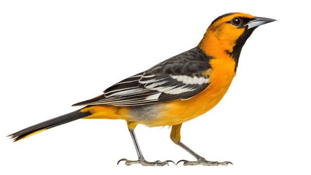 Vibrant male bullock's oriole bird, orange and black plumage, isolated on transparent background