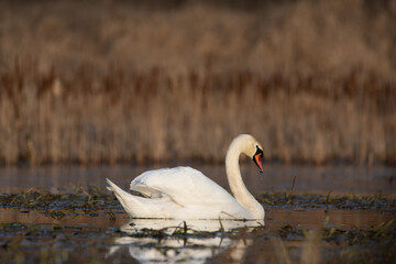 łabędzie zimą na niezamarzniętej tafli wody