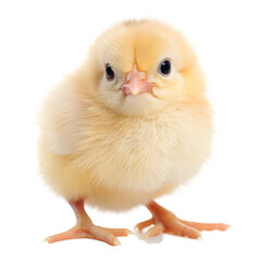 Fototapeta premium Yellow chick isolated on transparent background