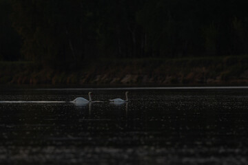 łabędzie zimą na niezamarzniętej tafli wody