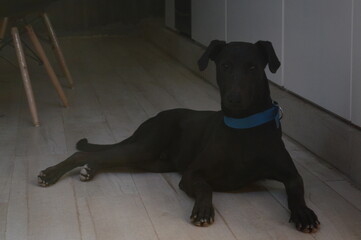 Black dog resting on floor indoors, calm domestic pet lying down at home