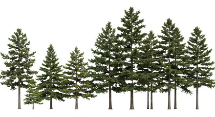 Fototapeta premium A stylized collection of varied size evergreen conifer trees (pine, spruce, fir) isolated against a transparent, high-key studio background with significant copy space. concept of professional design
