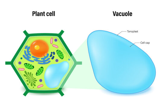Vacuole structure and plant cell anatomy vector. Cell biology.