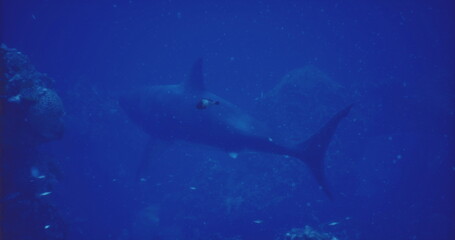 Fototapeta premium solitary shark swimming in deep ocean, silhouetted against cobalt water, fine particle cloud, distant reef shadows, slow patrol movement, cinematic moody tone,