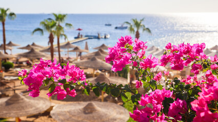 resort atmosphere is characterized by vibrant flowers and palm trees overlooking the sea.