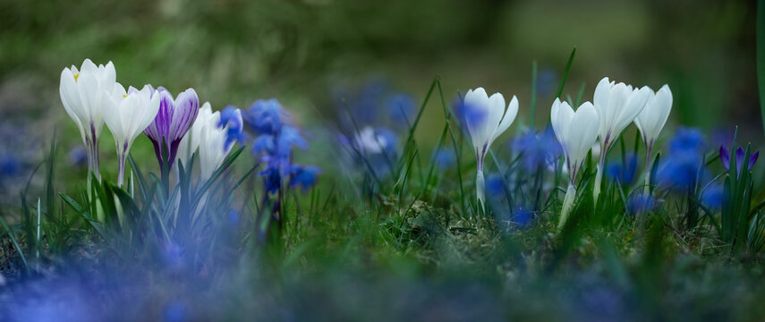 polanka z leśnych kwiat&oacute;w, cebulica i krokusy, Siberian onion, crocuses	