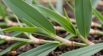 Obraz premium Knot Grass Botanical Close Up Emphasizing Leaf Structure Stem Nodes and Ground Hugging Habit