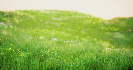 Obraz premium Closeup meadow grass with wildflowers, dewkissed blades and tiny blossoms in soft bokeh, warm morning glow, shallow depth emphasizing foreground detail