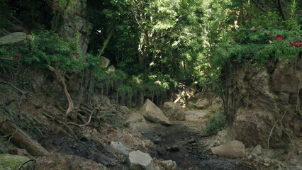 Fototapeta premium Shaded forest ravine with exposed roots and mossy stones, dappled light filtering through canopy, cool humid atmosphere perfect for hiking and ecological study.