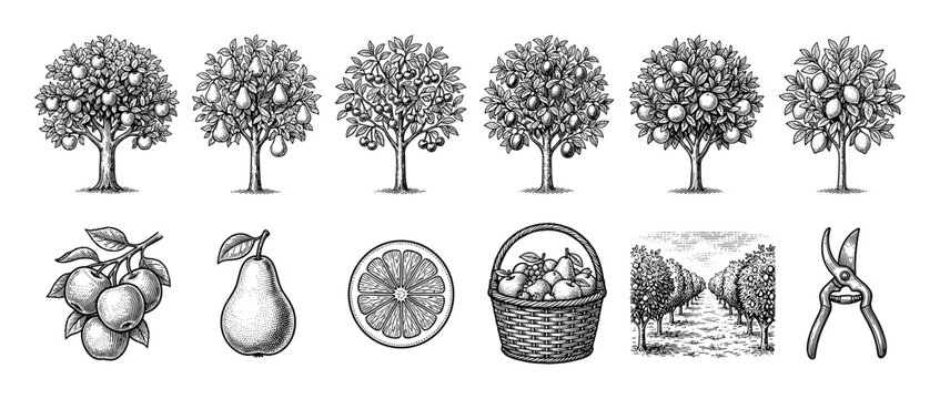 Vintage fruit tree and farming illustration set with apple, pear, orange, lemon, cherry, and plum trees, plus a basket, orchard, and shears in a black and white engraving style