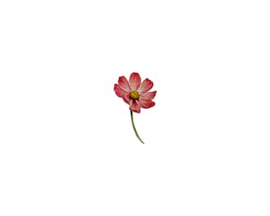 Single watercolor painting of a dark pink red flower cosmos. Realistic botanical illustration with elegant green foliage on white background