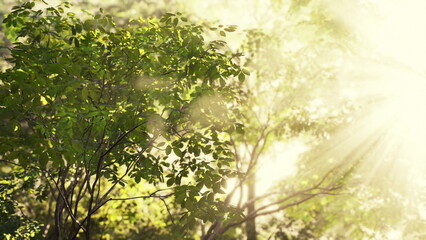 Fototapeta premium Sun rays cut through fog, illuminating the leaves of a tropical forest.