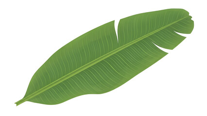 Obraz premium Green banana leaf illustration isolated