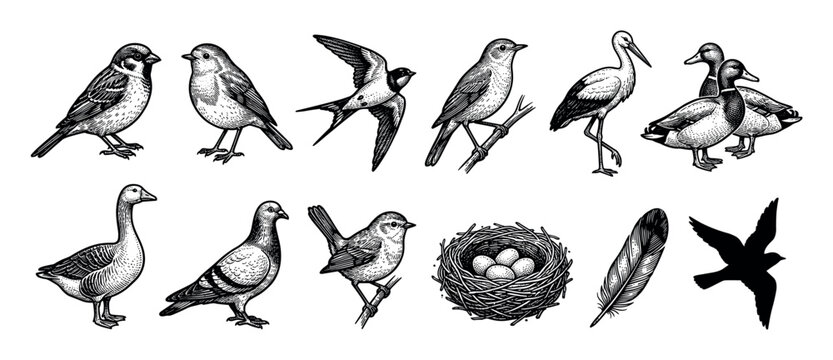 Collection of vintage bird illustrations in a detailed hand-drawn engraving style featuring a sparrow, duck, stork, swallow, pigeon, goose, nest with eggs, and feather
