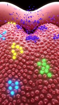 Detailed Vertical View of Human Tongue Surface with Taste Buds and Sensory Reception Process Animation for Medical and