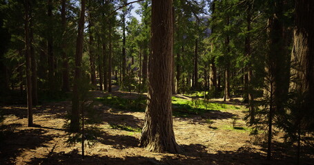 Sunlight gently illuminates a tranquil forest filled with tall trees, casting soft shadows on the ground. Lush greenery surrounds the area, creating a peaceful atmosphere.