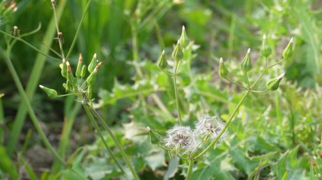 Prickly lettuce (Lactuca serriola) wild lettuce in field