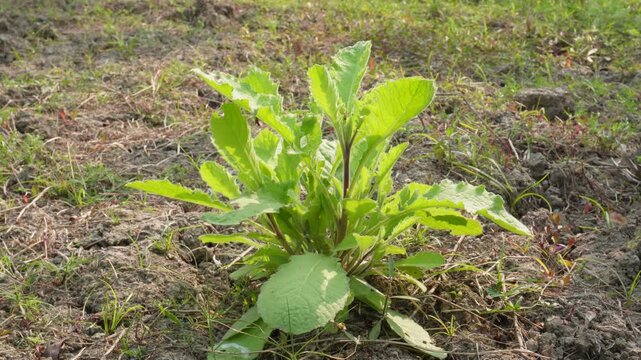 Mullein (Verbascum) or Blumea plant closeup