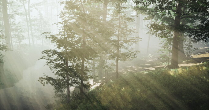 Early golden forest with long rays, slender trunks casting elongated shadows across leaf litter, soft haze creating ethereal mood, ideal for outdoor wellness