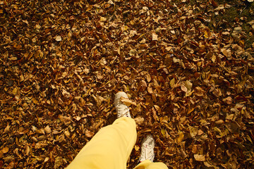 Walking through a carpet of golden leaves on a sunny autumn day in a peaceful forest
