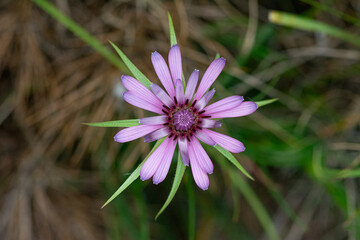 A macro perspective of a purple wildflower with a symmetrical structure, standing out among long green leaves, looking up at the sky.