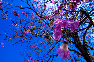 tree branches against blue sky
