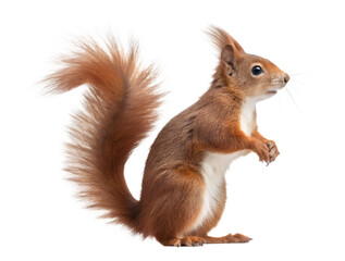 Obraz premium Red squirrel standing upright, isolated on transparent background