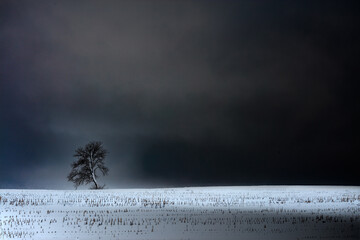 Zimowy Krajobraz z Drzewem 