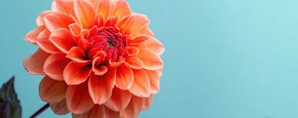 Vibrant orange dahlia with dew against soft blue background