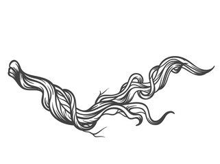 Fototapeta na wymiar Vintage botanical engraved branch with twisted stem and flowing lines. Botanical element in antique engraving style, hand drawn outline with detailed curves. Outline vector illustration