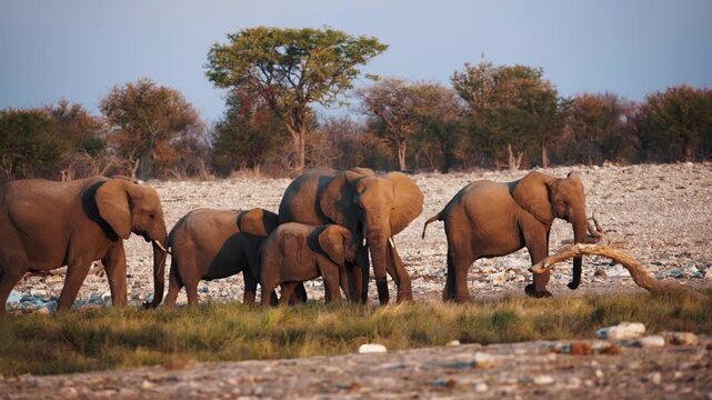 African elephant walking freely in the wild savanna landscape of Namibia. Scenic wildlife safari scene featuring one of Africa&rsquo;s iconic animals in its natural habitat