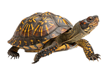 Obraz premium Box turtle isolated on transparent background