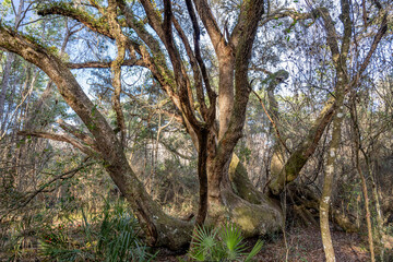 Fototapeta premium hiking trail
