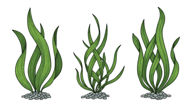 Detailed illustration of several types of green underwater seaweed plants growing on small grey pebbles.