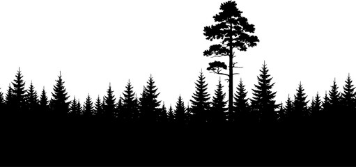 Evergreen forest skyline with prominent tall pine silhouette vector