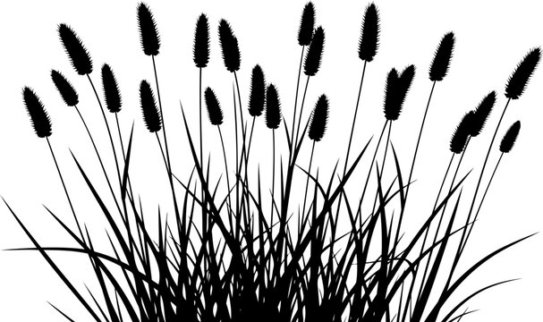 Foxtail grass stalks with fuzzy seed heads silhouette vector