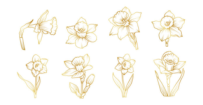 Hand drawn daffodil flower set in elegant line art style, spring botanical floral collection with narcissus blooms, buds and leaves illustration
