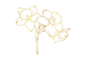Obraz premium Narcissus lily flowers line art isolated on white background. Luxury daffodil floral golden design elements for invitation, wedding, wallpaper, print template, vector illustration